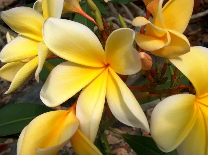 פלומריה אצטק גולד זן 037 - עץ  נשיר קטן בעל נוף מעוגל  ופריחה צהובה ממושכת מרהיבה, גדולה וריחנית 